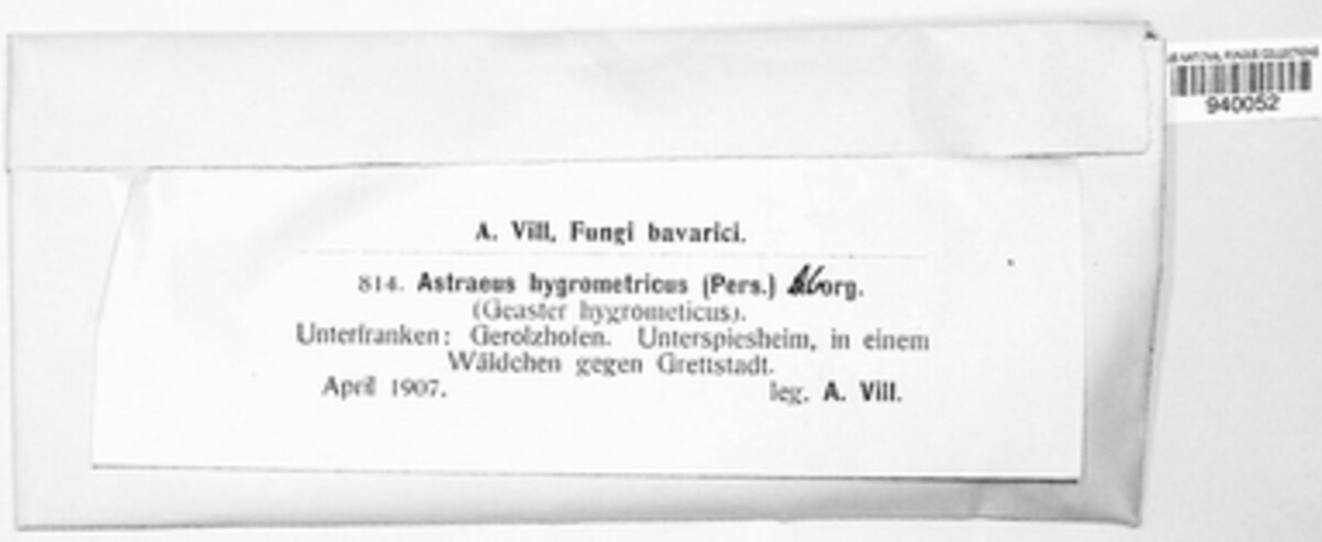 Astraeus hygrometricus image